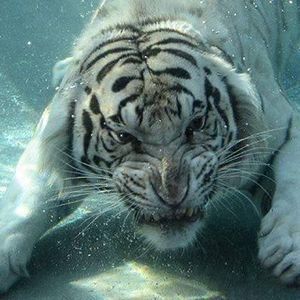 Meet your Posher, Beverly